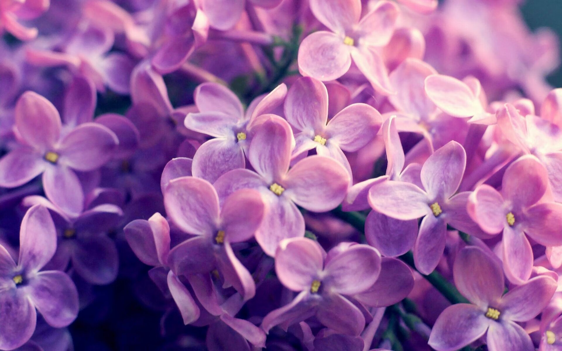 欧冠决赛上演南美风暴,哥伦比亚式足球如何轻取德甲豪强多特蒙德