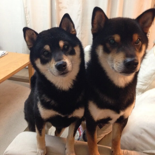 欧冠决赛上演南美风暴,哥伦比亚式足球如何轻取德甲豪强多特蒙德