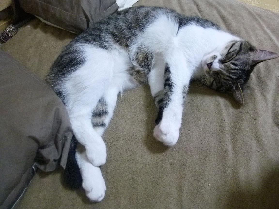 惊天逆转！摩洛哥铁骑踏碎阿根廷，萨卡独舞诠释何为统治力